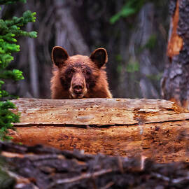 Peek-a-Boo Boo - Black Bear in Lassen Volcanic NP by Mike Lee