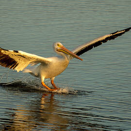 Pelican Gliding on Water by Debra Martz