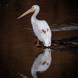Pelican Reflection by Matt Halvorson