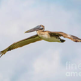 Pelican Spreading His Wings by Beachtown Views