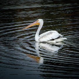 Pelican Symmetry  by Matt Halvorson
