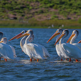 White Pelicans in Warm Light by Mike Lee