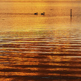 Pelicans in the Golden Sunset by Tommy Farnsworth