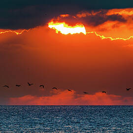 Pelicans in the Sunset Mazatlan Mexico by Tommy Farnsworth