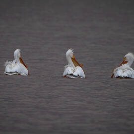 Pelicans by Matt Halvorson