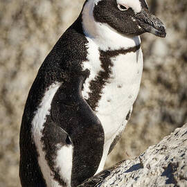 Penguin on Rocky Terrain by Natural Focal Point Photography