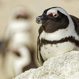 Penguin Resting on a Rock by Natural Focal Point Photography