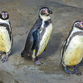 Penguins on Parade by Dave King