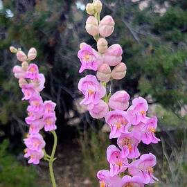 Penstemon palmeri by Mary Lee Dereske
