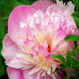 Peony, pink by Seeables Visual Arts