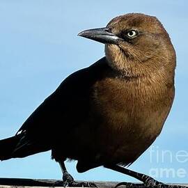 Perched Brown Bird with Sharp Beak by Catherine Wilson