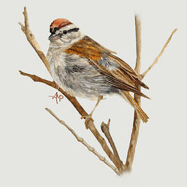Perched Chipping Sparrow by Angeles M Pomata