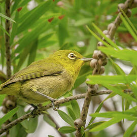 Perching Japanese White-eye Bird by Nancy Gleason