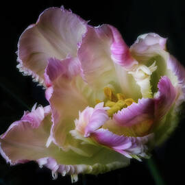 Perfect Parrot Tulip by Mary Jo Allen