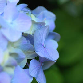 Periwinkle Petals by Maryanne Keeling