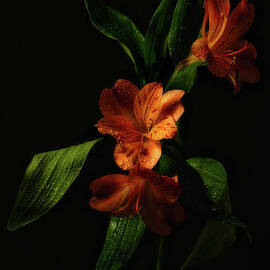 Peruvian Lily - Flame in the Night by Dodie Ross