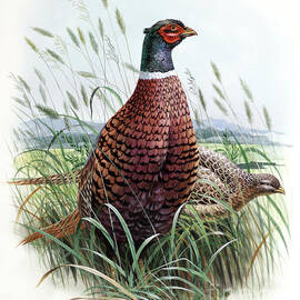 Pheasant Sitting In Field by Don Balke