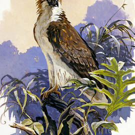 Philippine Eagle by John Swatsley