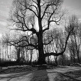 Phippsburg James McCobb English Linden Tree by Olivier Le Queinec