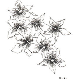 Phlox by Catherine Bede
