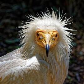 Phyllis Diller 'do - Egyptian Vulture by KJ Swan