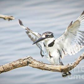 Pied Kingfisher in Flight by Natural Focal Point Photography