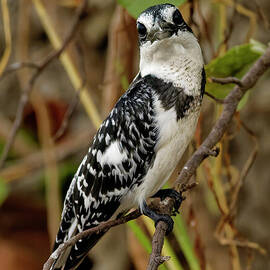 Pied Kingfisher on a Branch by Natural Focal Point Photography