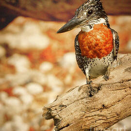 A Giant Kingfisher Perched on a Branch by Natural Focal Point Photography