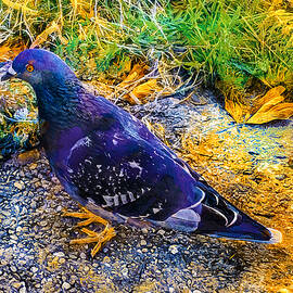 Pigeon in grass with autumn leaves - digital painting in blue, green and orange hues by Nicko Prints
