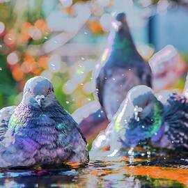 Pigeons Bathing in Sunlit Fountain by Bruce Block