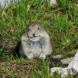Pika Munching on Breakfast by Cascade Colors
