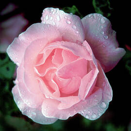 Pimk Rose by Seeables Visual Arts