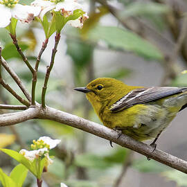 Pine Warbler in Dogwood by Cascade Colors