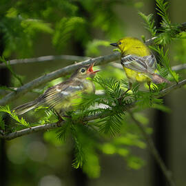 Pine Warbler with Chick by Larry Marshall