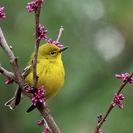 Pine Warbler with Redbud Buds by Cascade Colors