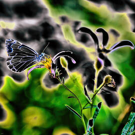 Pine white butterfly on wildflower by Bruce Block