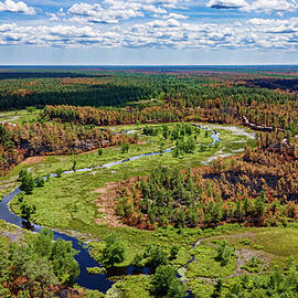 Pinelands Burned Forest by Louis Dallara