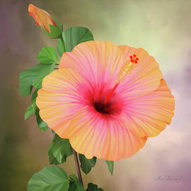 Pink and Peach Hibiscus flower by Sue Leonard