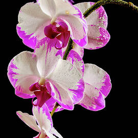 Pink and White Orchid by Jean Noren