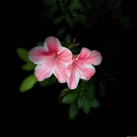 Pink Azaleas in Bloom by Barbara Siegel