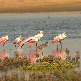 Pink Beauties and a Surprise Heron by Debra Martz