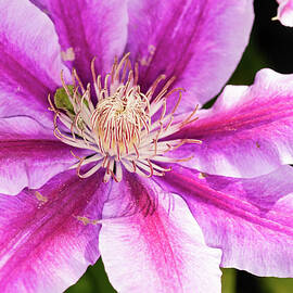 Pink Clematis Flower Photograph by Louis Dallara