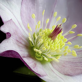 Pink Hellebore Centre by Shirley Mitchell