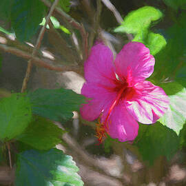Pink Hibiscus by Alison Frank