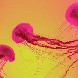 Pink Jellyfish on Vibrant Background by Bruce Block