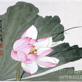 Pink Lotus Flower by Yu Zhizhen