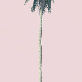 Pink Palm by Andrew Paranavitana