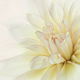 Pink Perfection by Mary Jo Allen