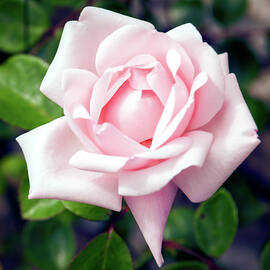 Pink rose by Seeables Visual Arts