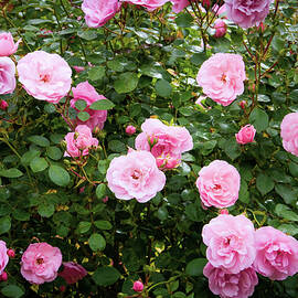 Pink roses by Seeables Visual Arts